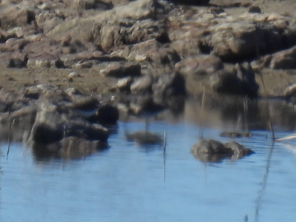 オオハシシギ - ML645813717