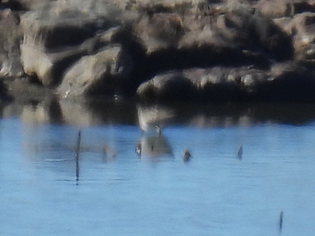 オオハシシギ - ML645813718