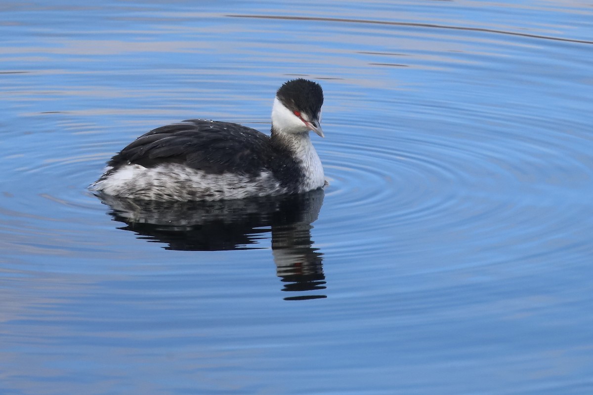 ミミカイツブリ - ML645813719