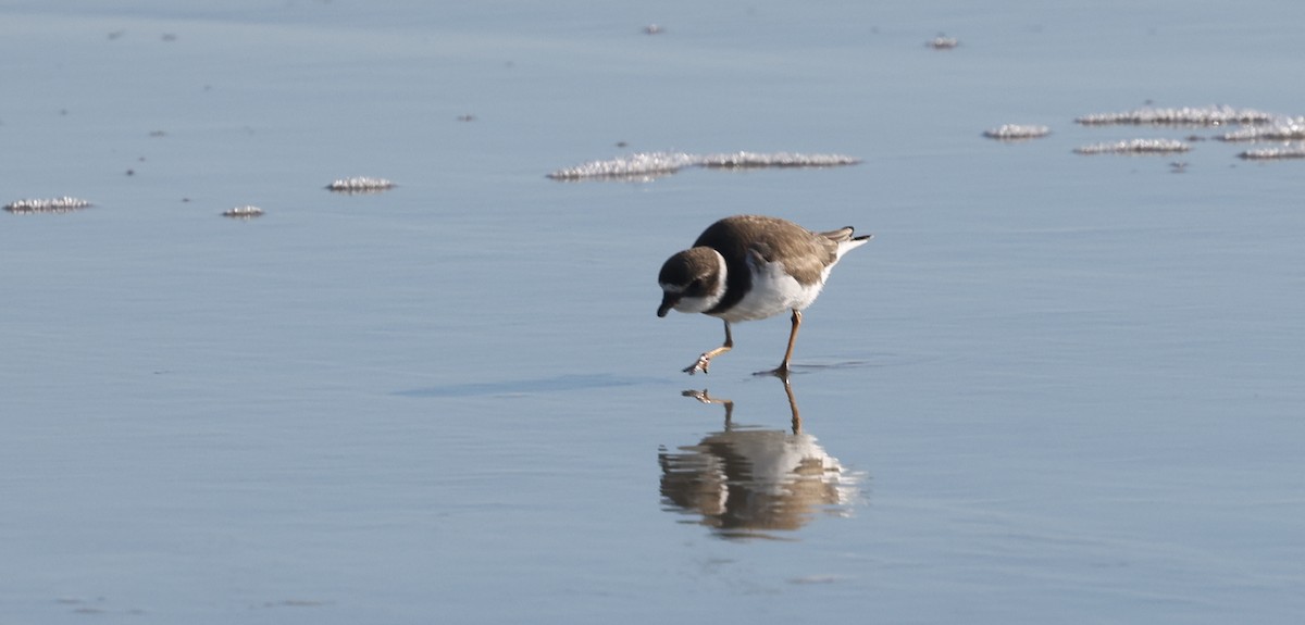 ミズカキチドリ - ML645813720