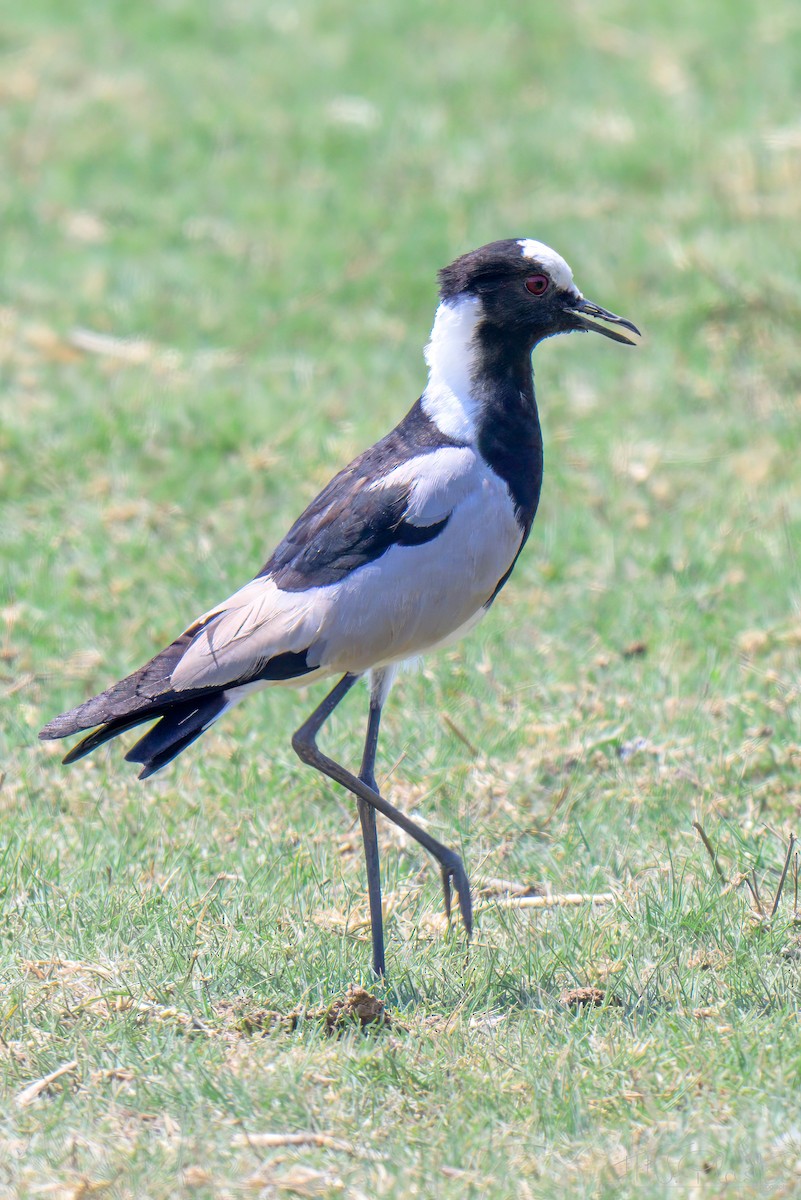 シロクロゲリ - ML645813734