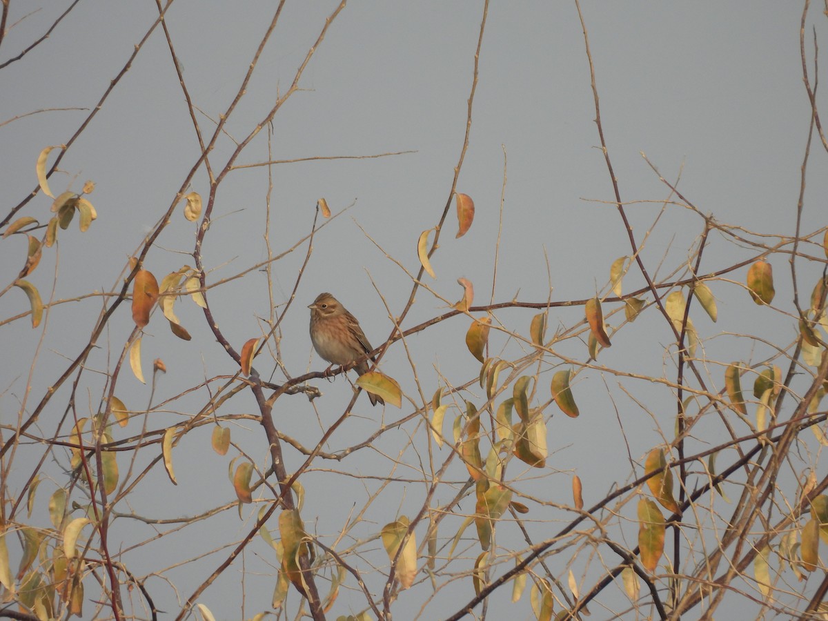 オオジュリン - ML645813739