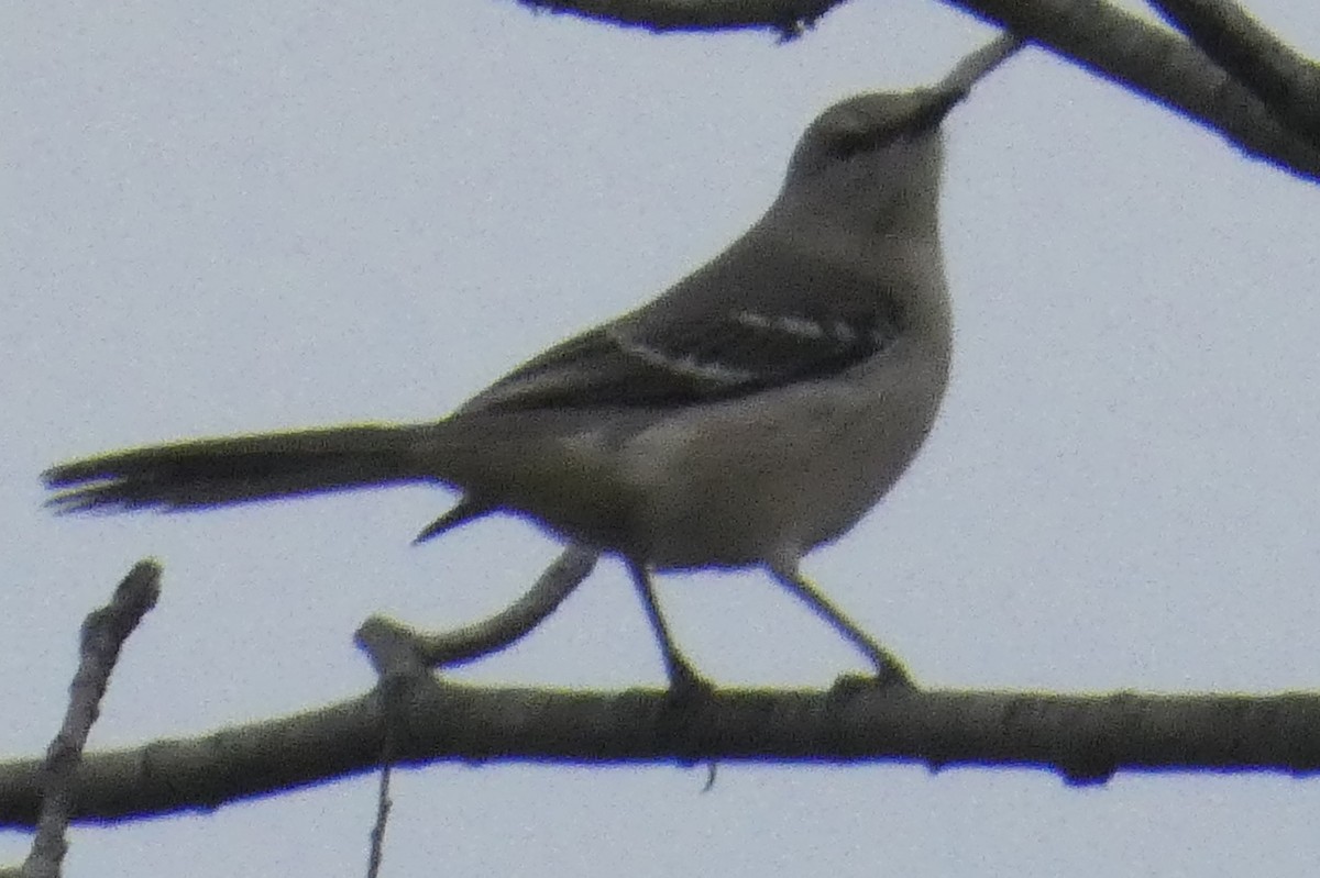 マネシツグミ - ML645813740