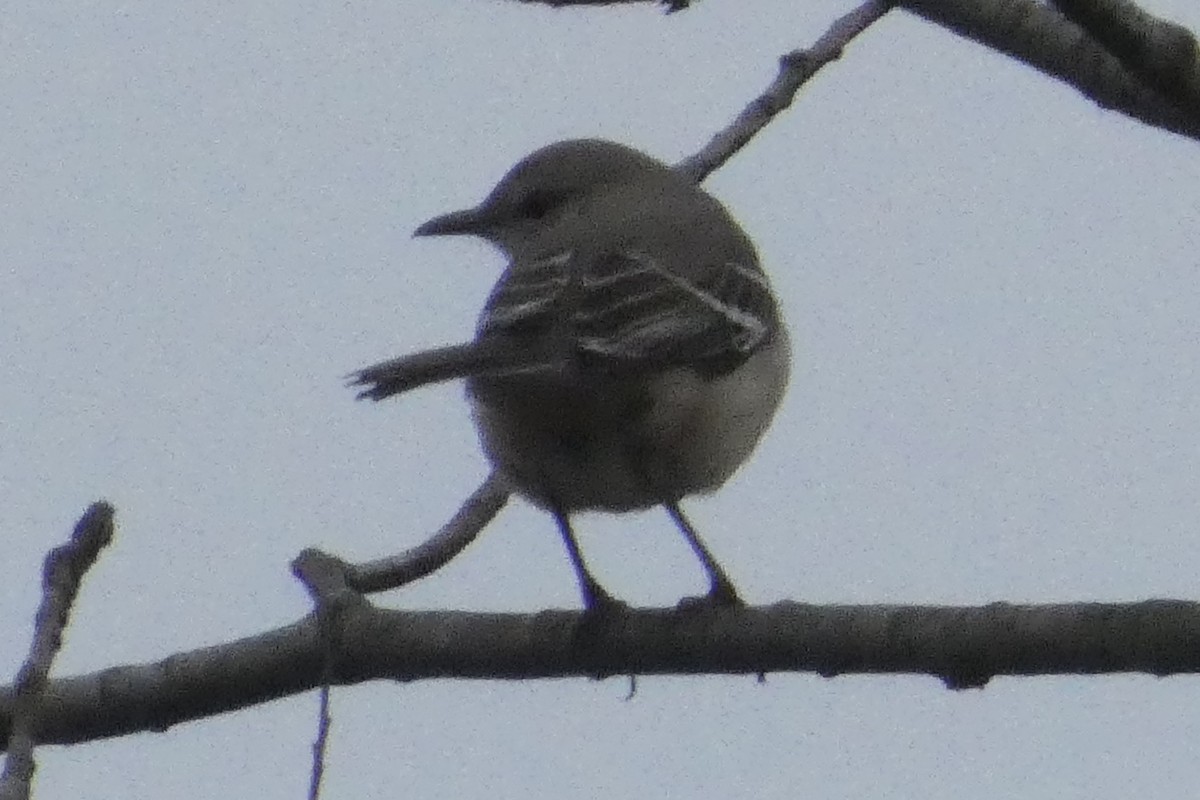 マネシツグミ - ML645813741