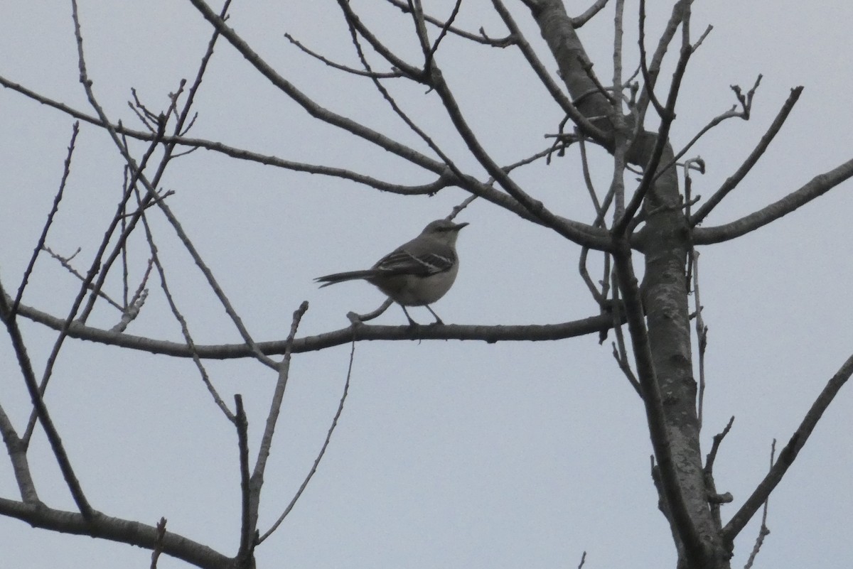 マネシツグミ - ML645813742