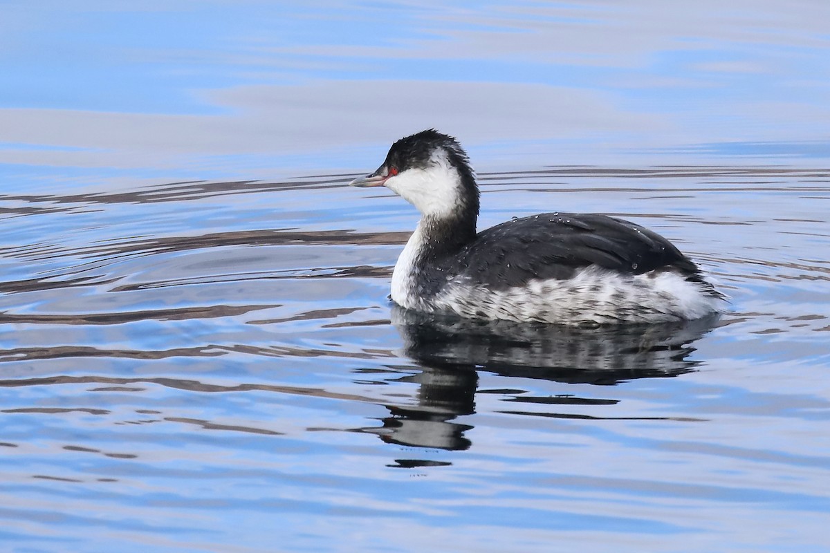ミミカイツブリ - ML645813745