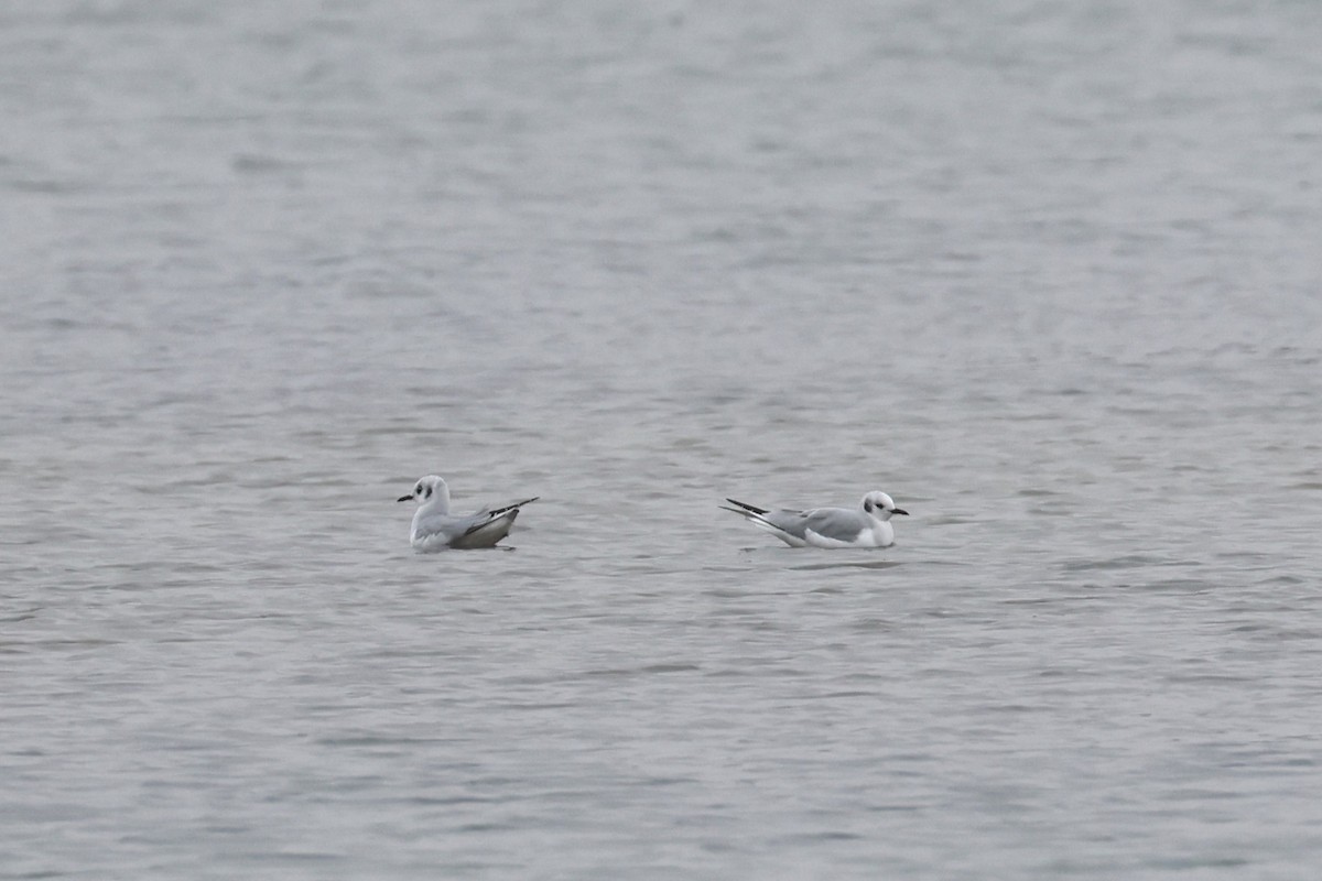 ボナパルトカモメ - ML645813746