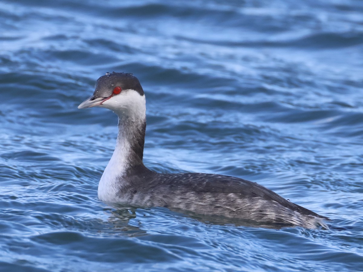 Txilinporta urrebelarria - ML645813747