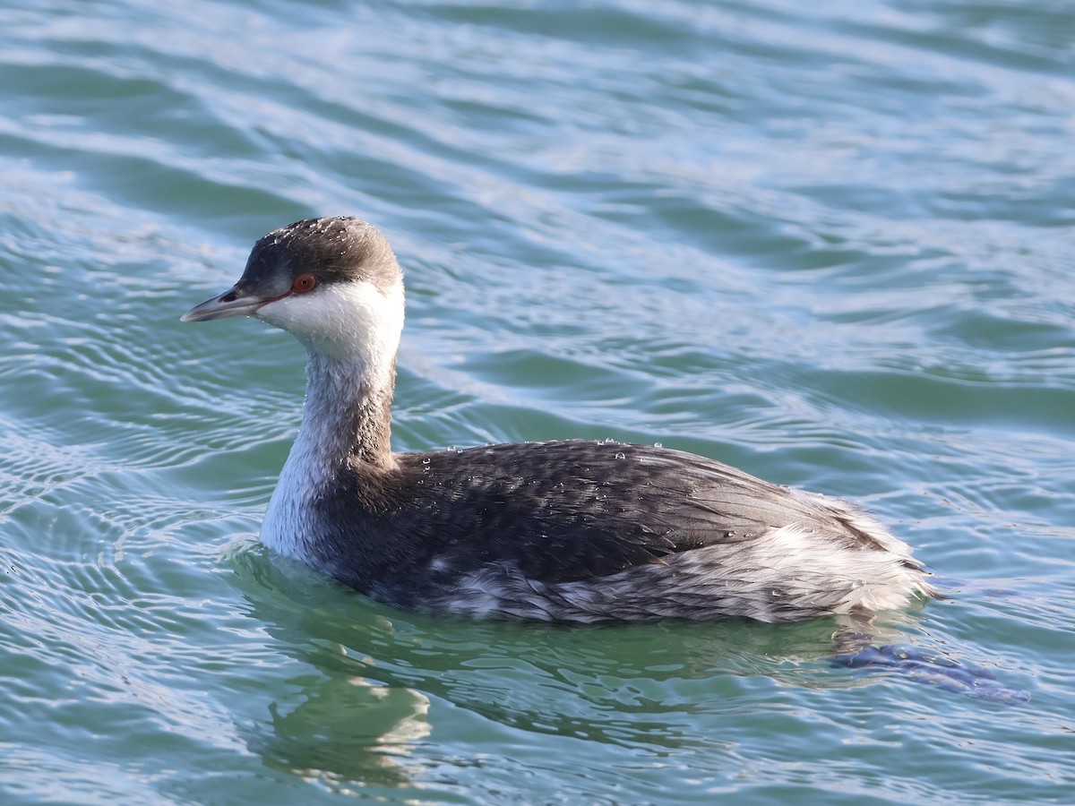 Txilinporta urrebelarria - ML645813749