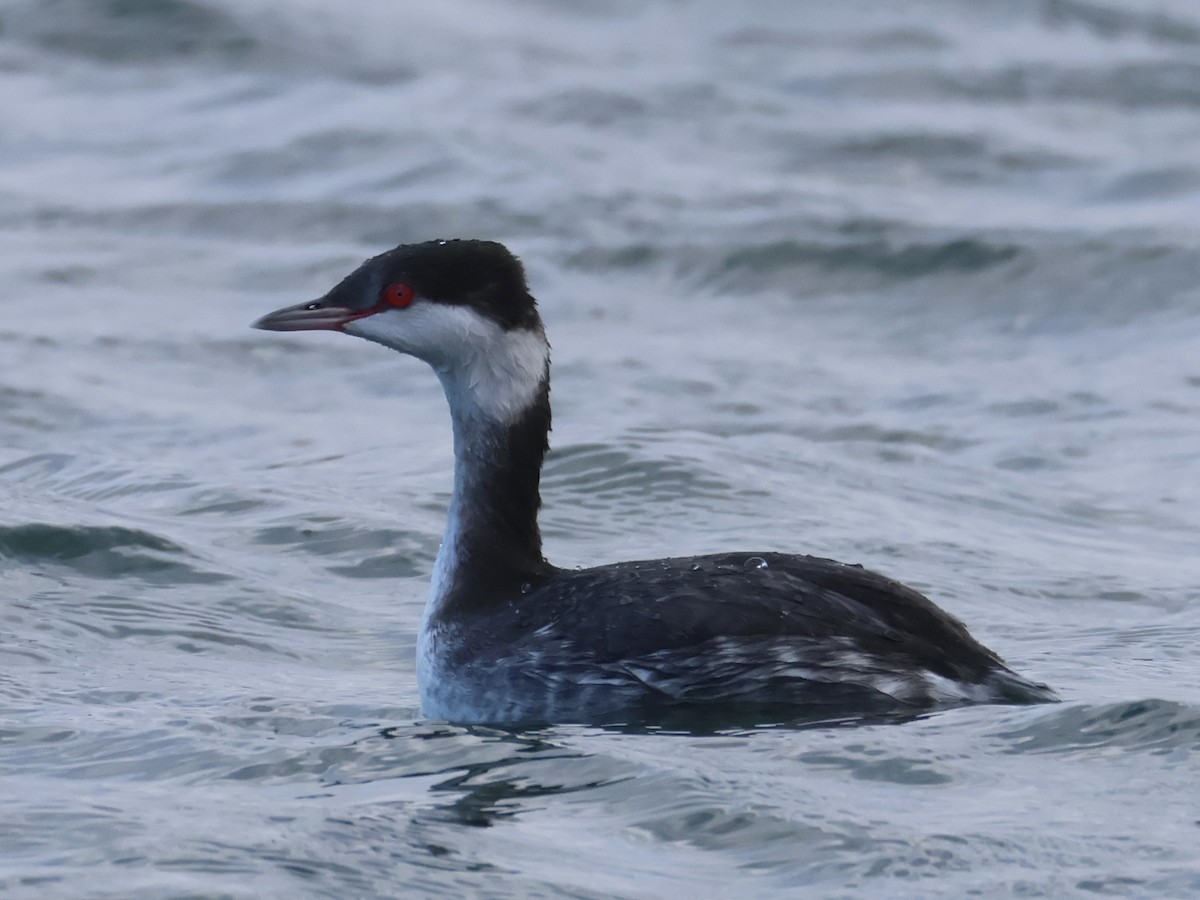 Txilinporta urrebelarria - ML645813750