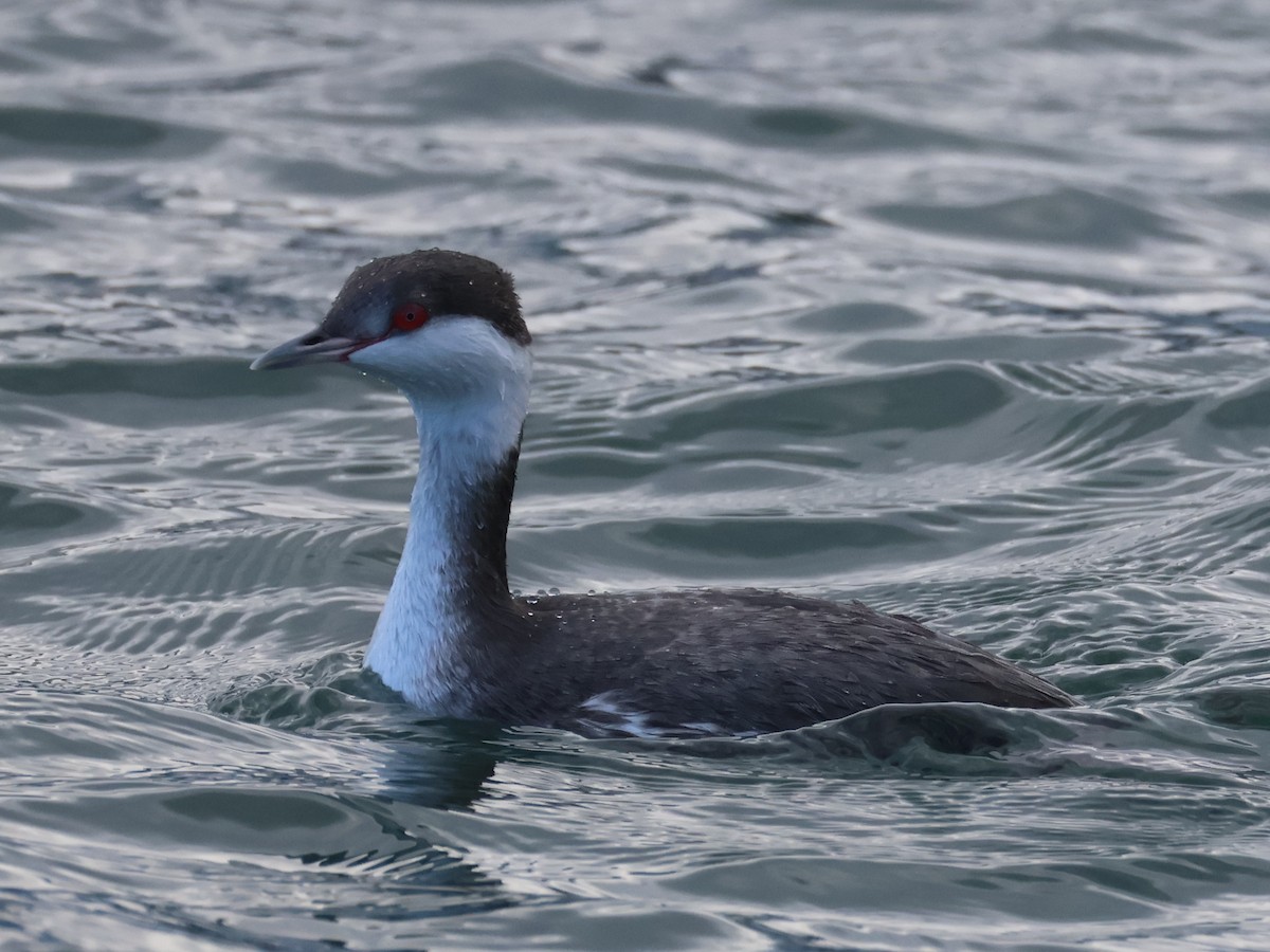 Txilinporta urrebelarria - ML645813751