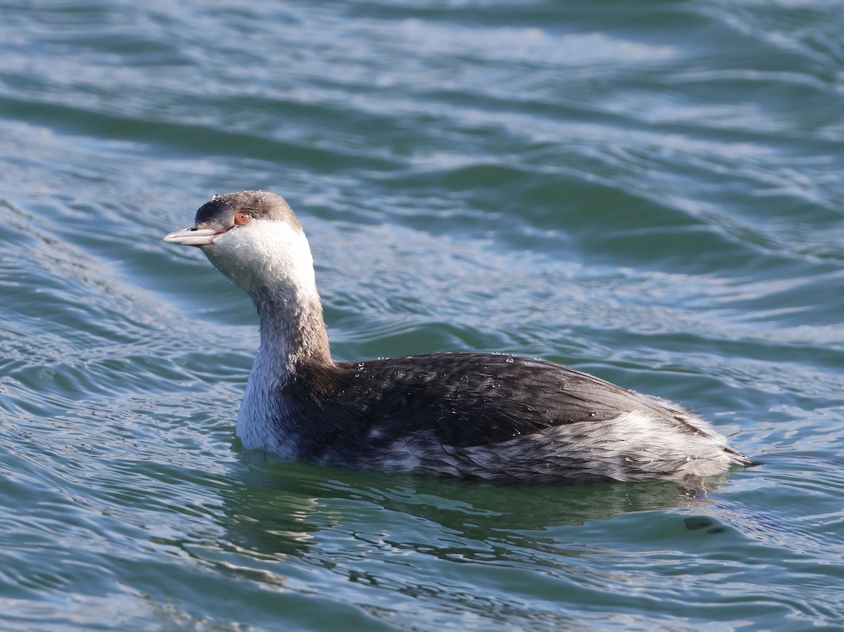 Txilinporta urrebelarria - ML645813752