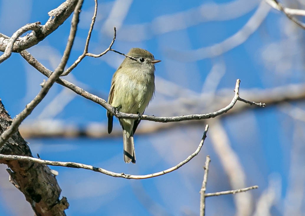 ハモンドメジロハエトリ - ML645813754