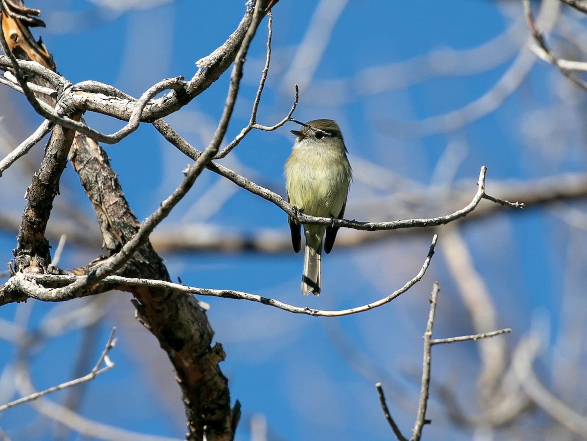 ハモンドメジロハエトリ - ML645813755