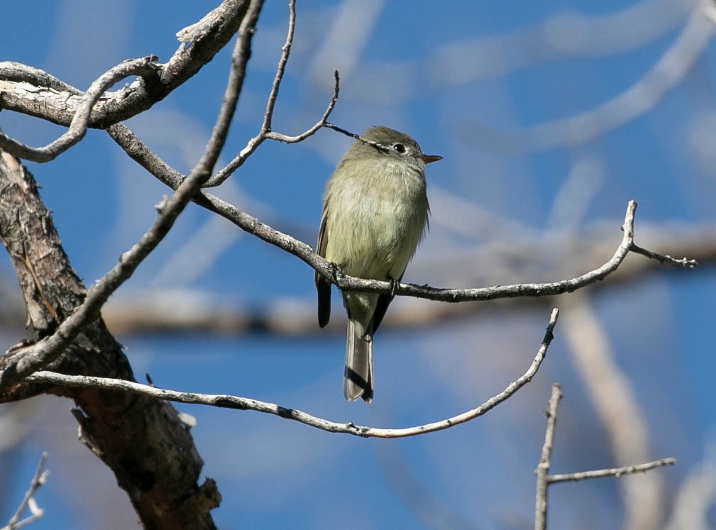 ハモンドメジロハエトリ - ML645813756