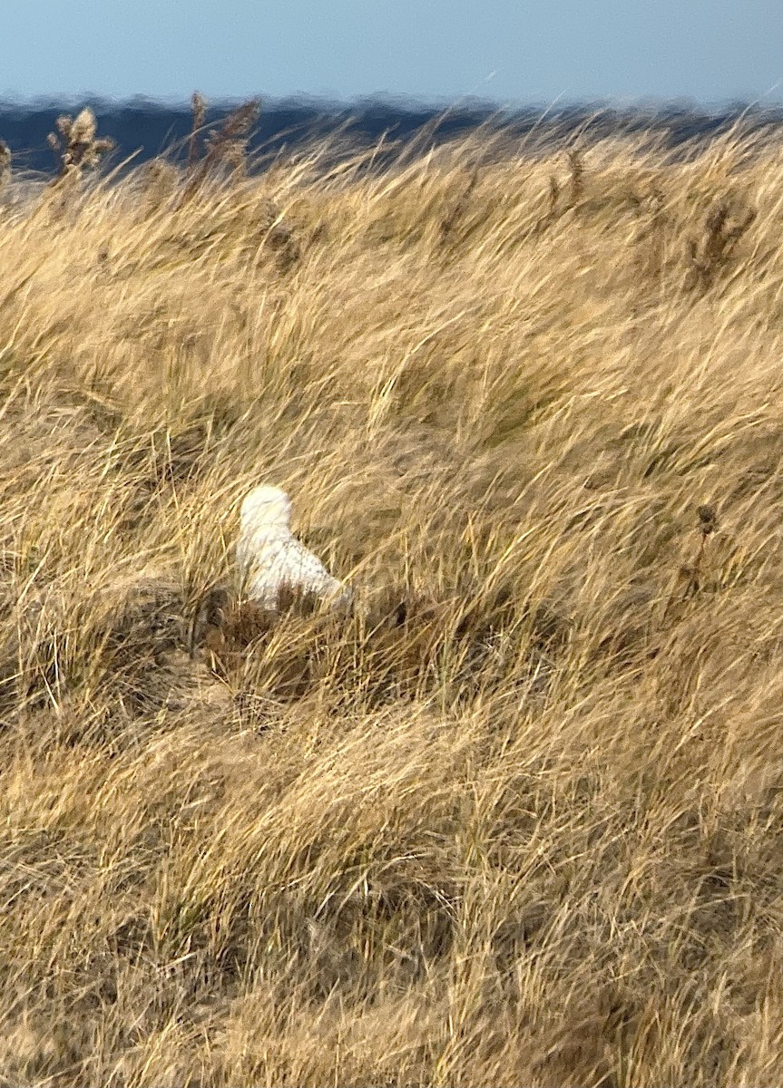 シロフクロウ - ML645813757