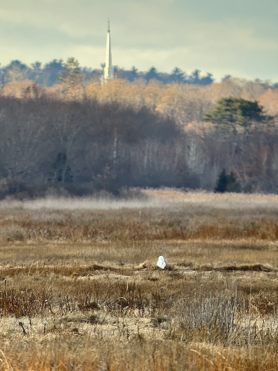 シロフクロウ - ML645813758