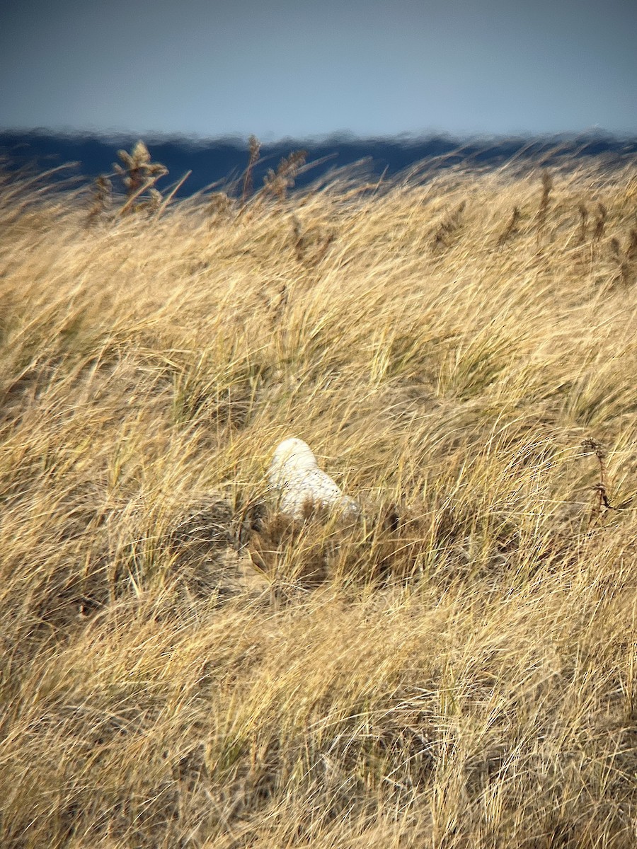 シロフクロウ - ML645813759