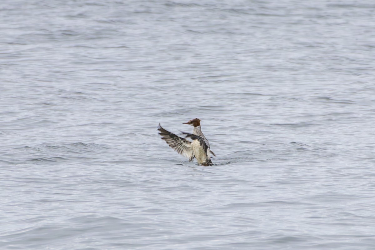 カワアイサ - ML645813760