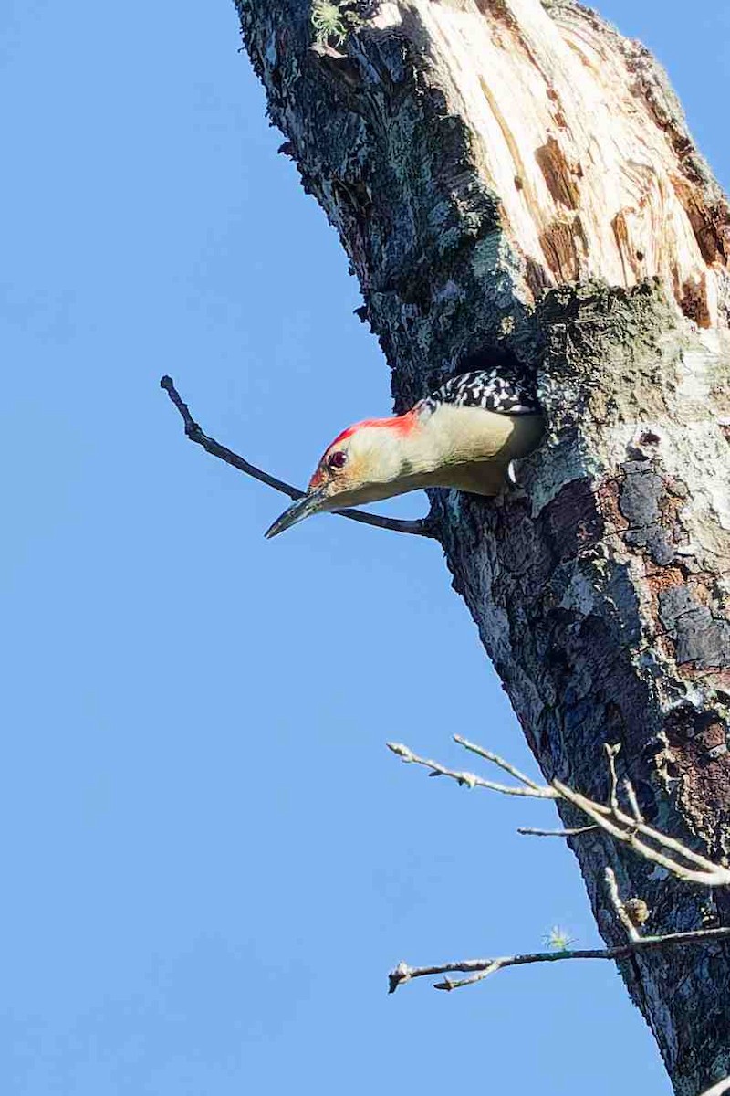 シマセゲラ - ML645813762