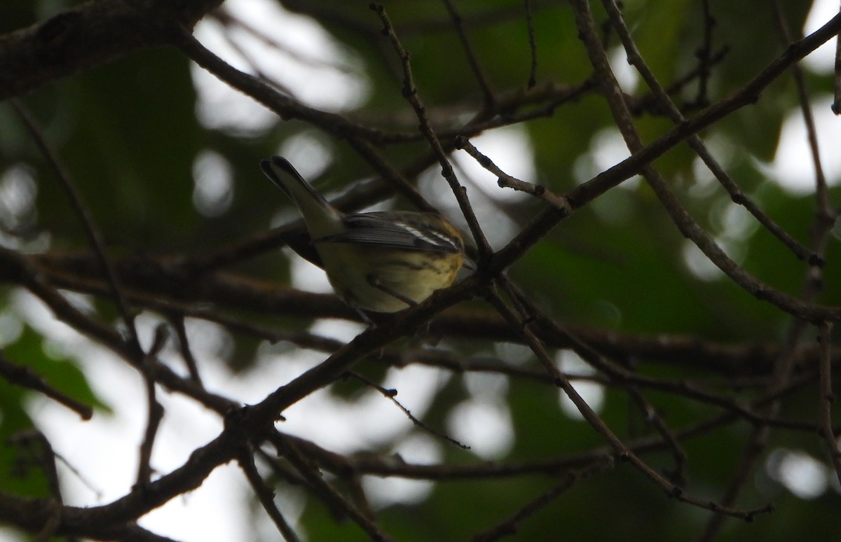 キマユアメリカムシクイ - ML645813764