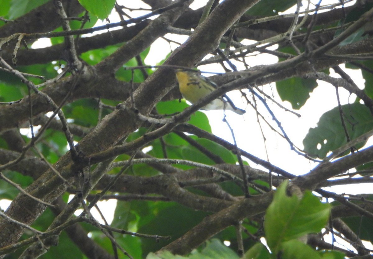 キマユアメリカムシクイ - ML645813765