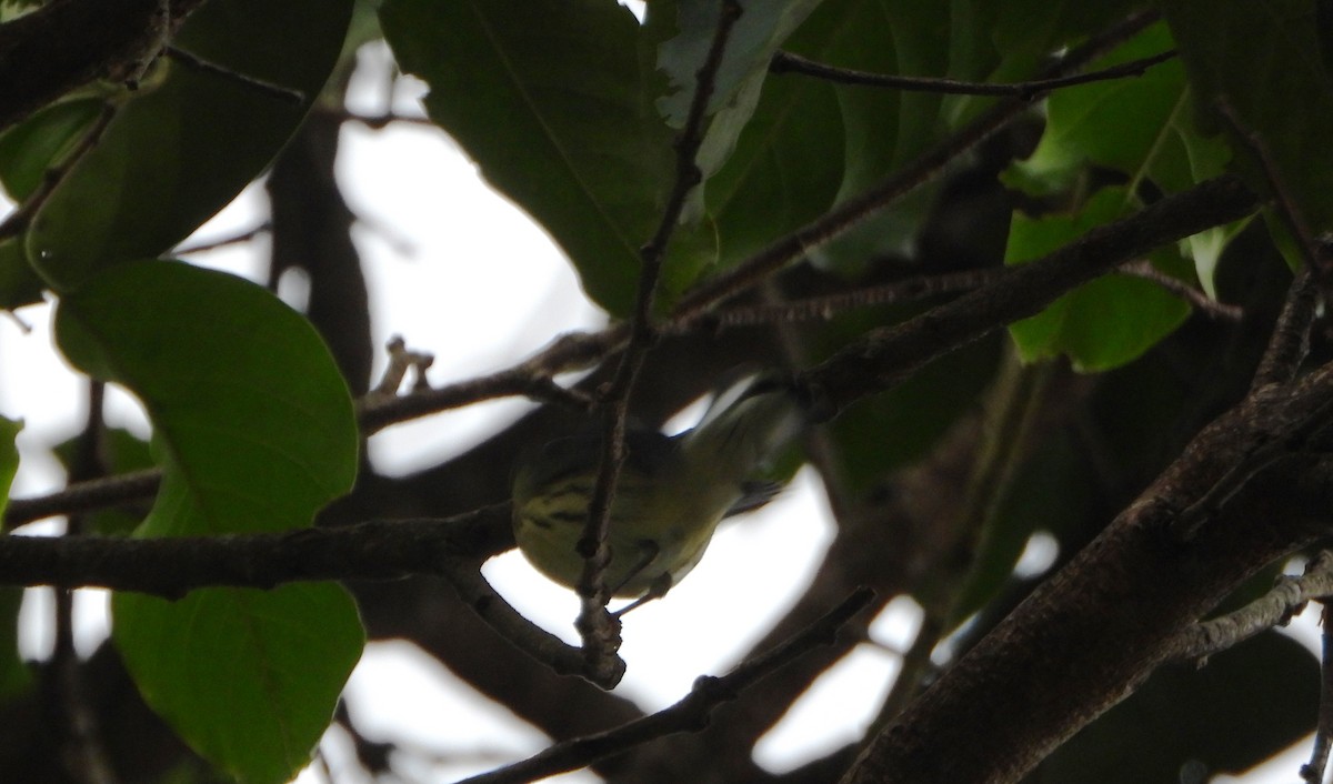 キマユアメリカムシクイ - ML645813766