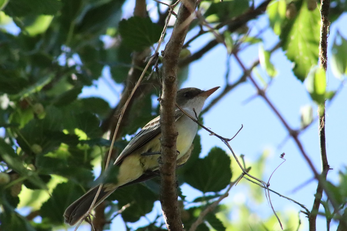 Swainson's Flycatcher - ML645813785
