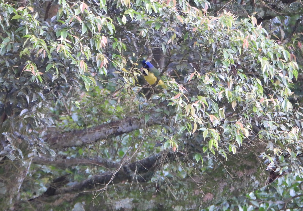 Geai vert - ML645813791