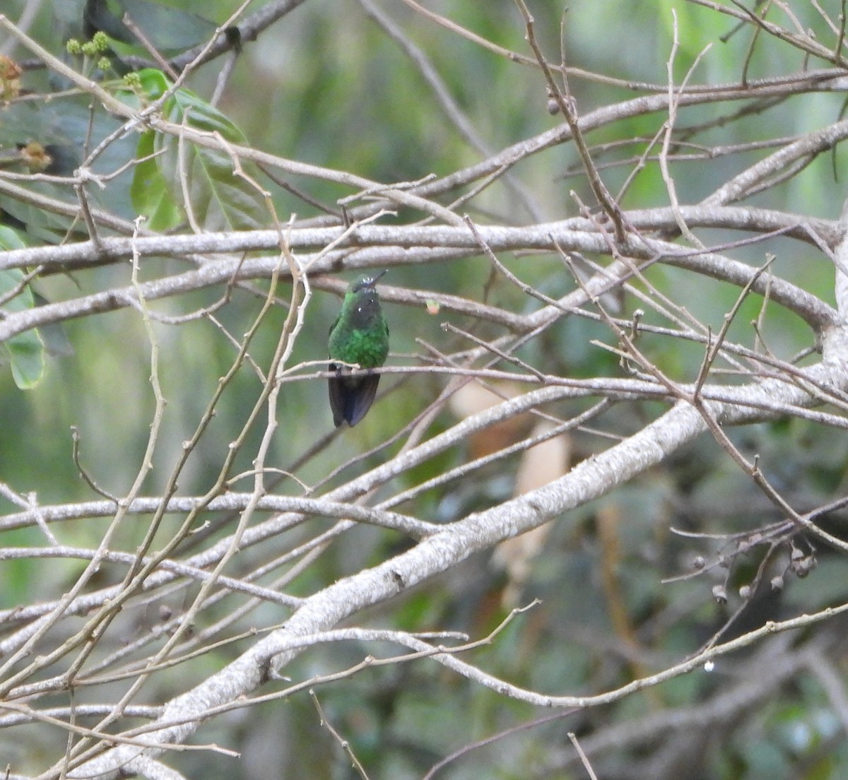Copper-rumped Hummingbird - ML645813795