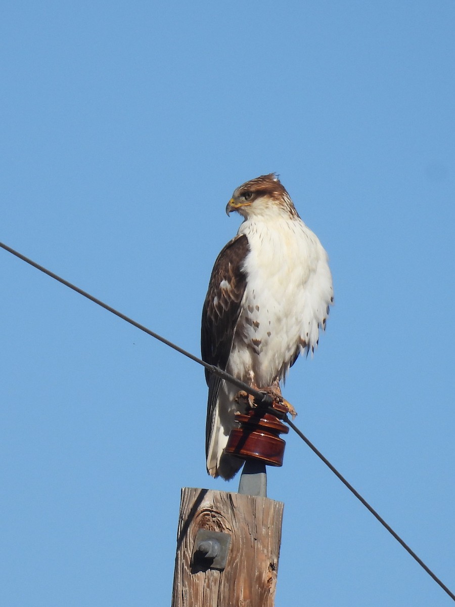 kongevåk - ML645813804