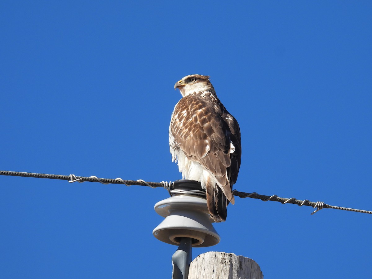 kongevåk - ML645813805