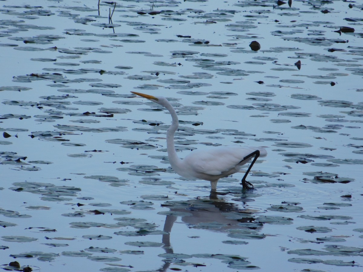 Koartza zuria - ML645813808