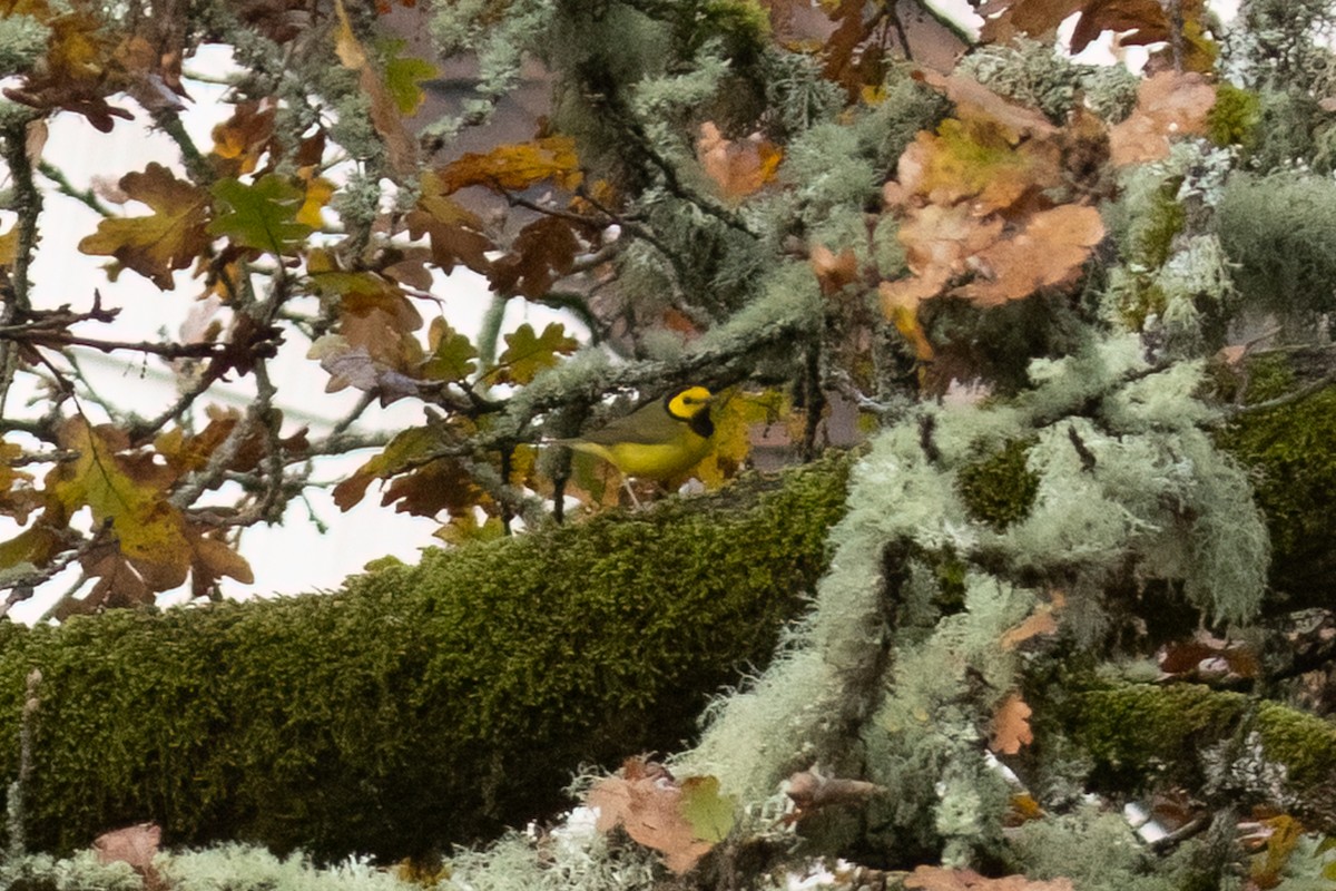 Hooded Warbler - ML645813814