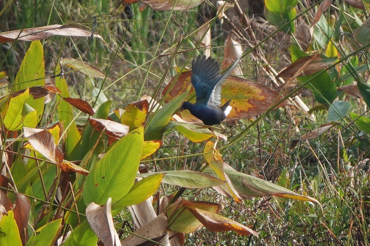 Малая султанка - ML645813817