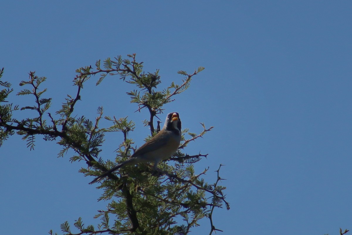 Many-colored Chaco Finch - ML645813828