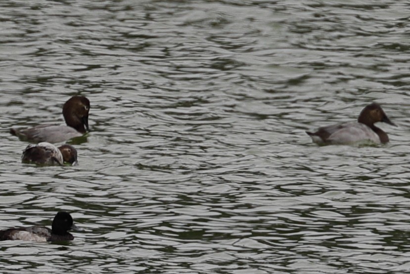 Murgilari bizkarzuria - ML645813829