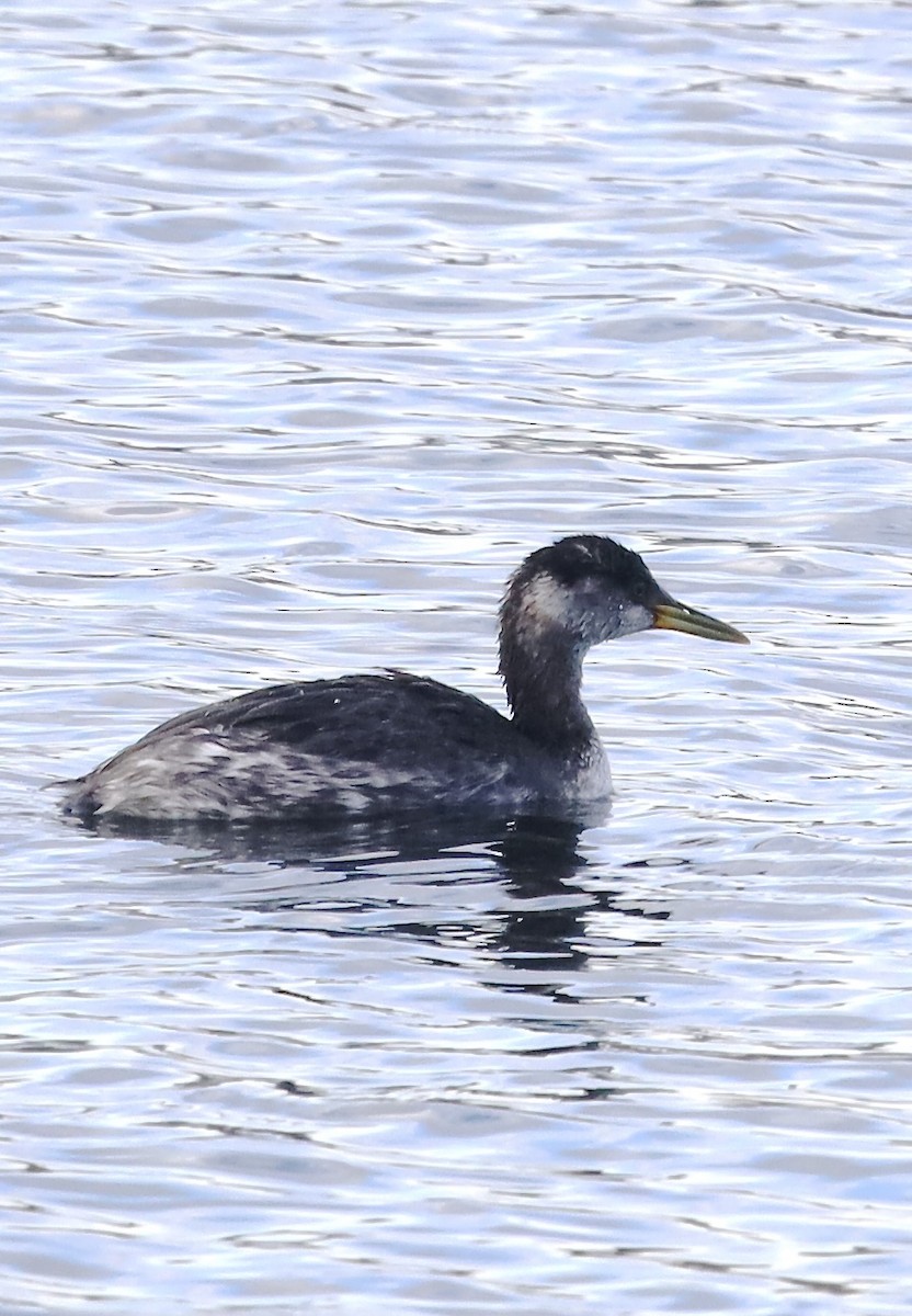 Red-necked Grebe - ML645813836