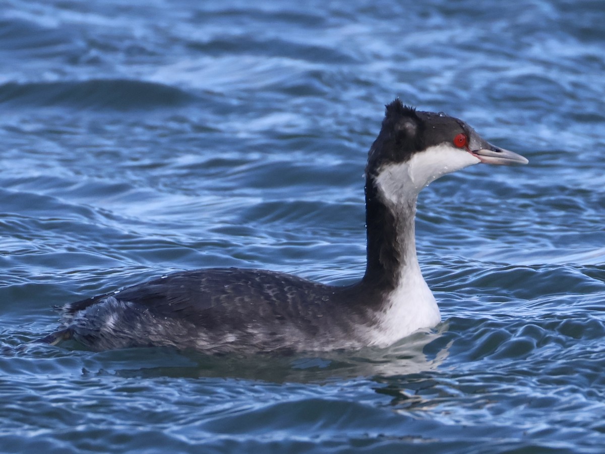 Txilinporta urrebelarria - ML645813841