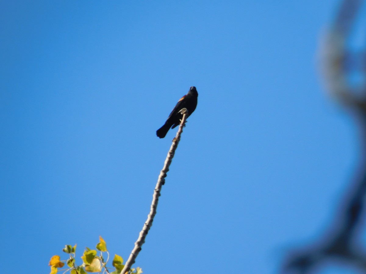 Red-winged Blackbird - ML645813851
