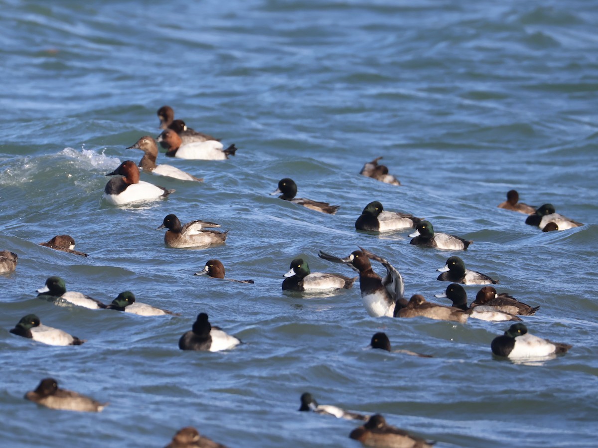 Murgilari bizkarzuria - ML645813857