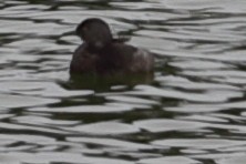 Least Grebe - ML645813859