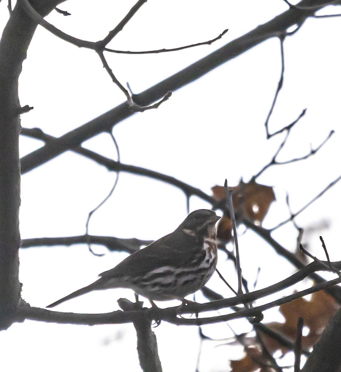 Fox Sparrow - ML645813865
