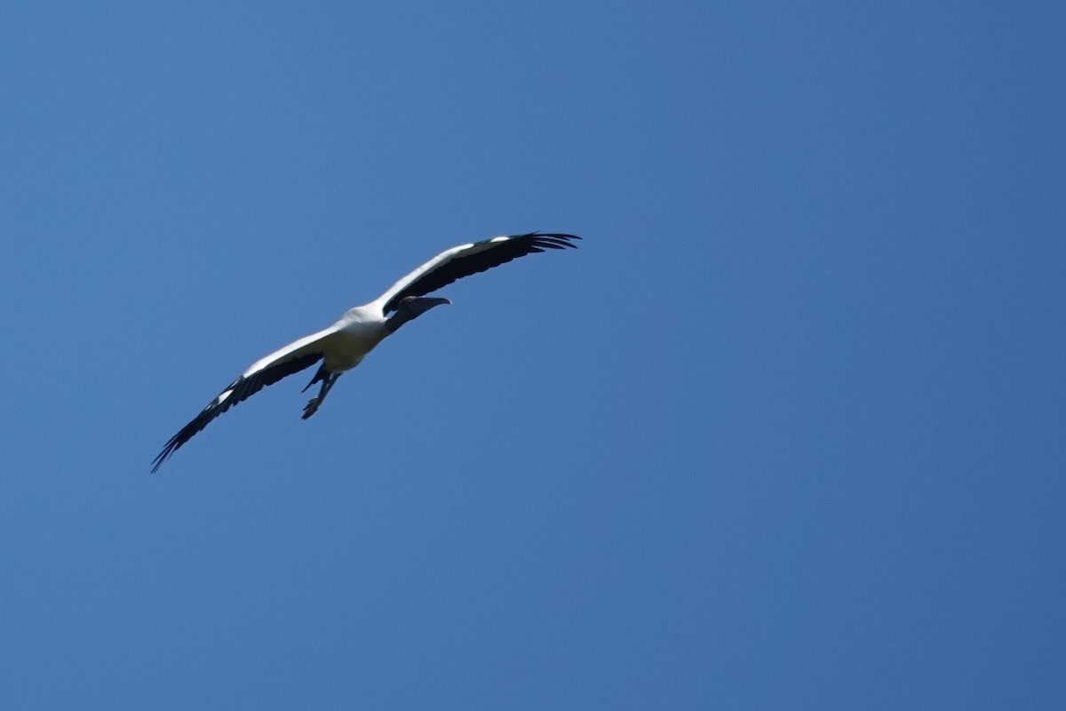 Wood Stork - ML645813883