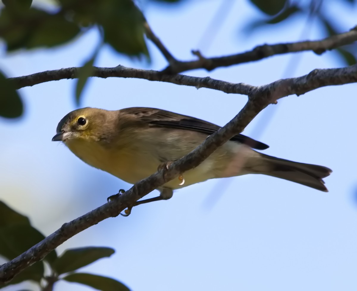 Pine Warbler - ML645813884