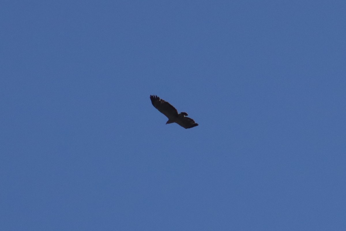 Chaco Eagle - ML645813885