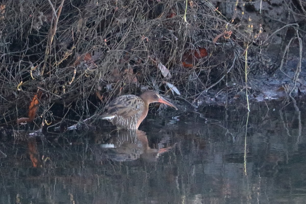 Ridgway's Rail (Light-footed) - ML645813889