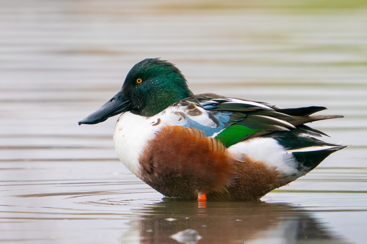 Northern Shoveler - ML645813896