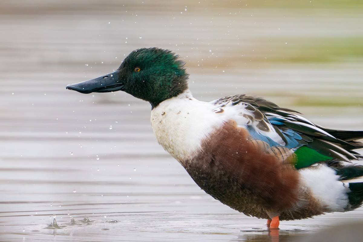 Northern Shoveler - ML645813897