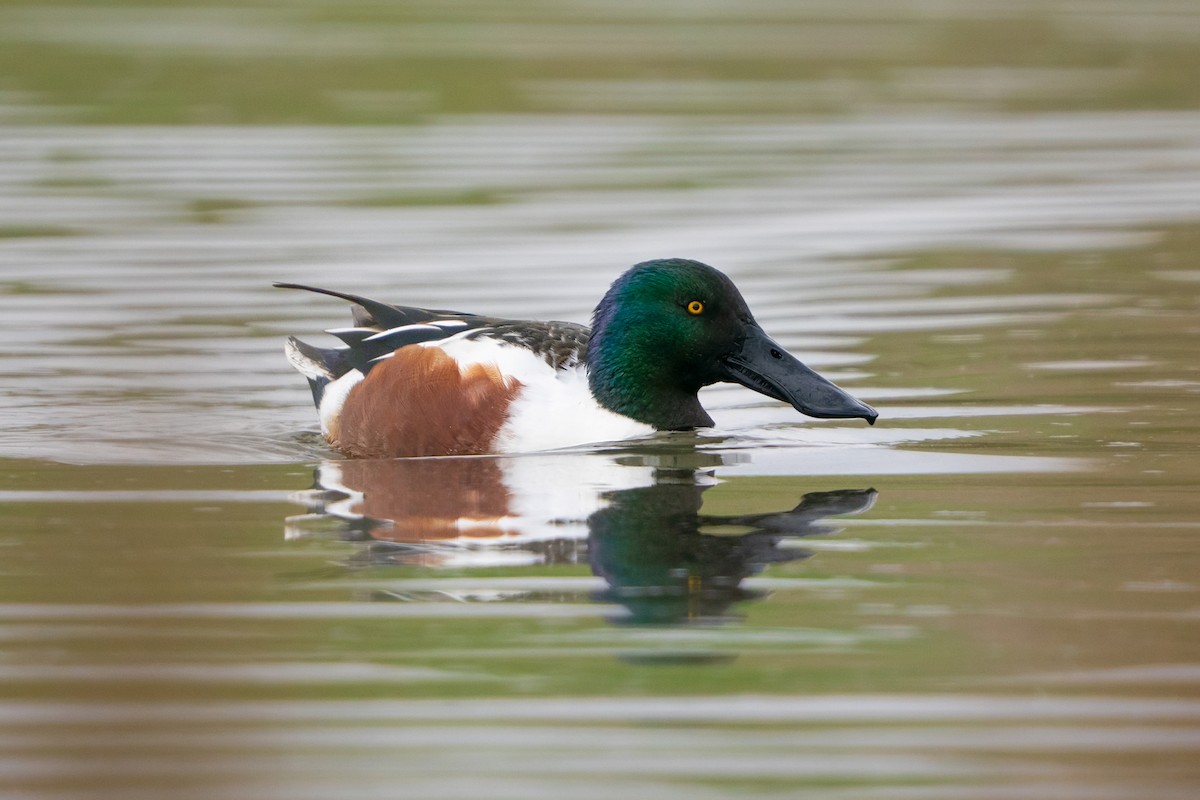 Northern Shoveler - ML645813898